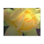 Sunlit yellow rose postcard