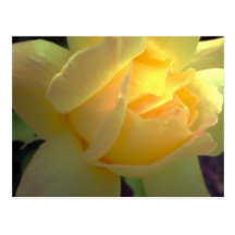 Sunlit yellow rose postcard