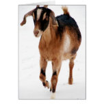 Sunni Dashin' In The Snow Greeting Cards