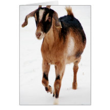 Sunni Dashin' In The Snow Greeting Cards