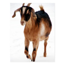 Sunni Dashin' In The Snow Post Card