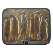 Sunning Meerkats Folio planners