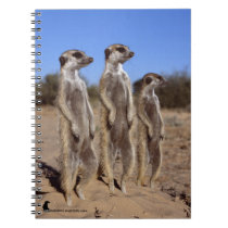 Sunning Meerkats - Notebook notebooks