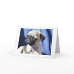 sunning pugs cards