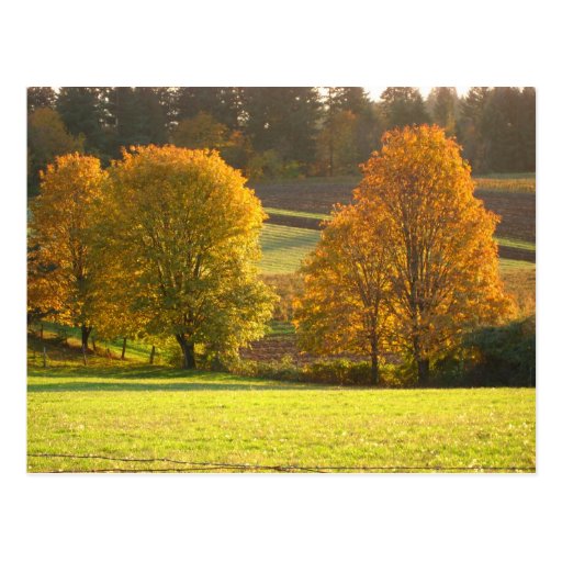 Sunny Autumn Postcards