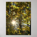 Sunny Beech Posters