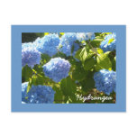 Sunny Blue Hydrangea postcards