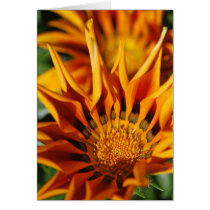 Sunny Colours Cards