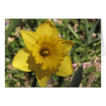 Sunny Daffodil Cards