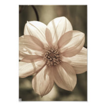 Sunny Dahlia Art Photo
