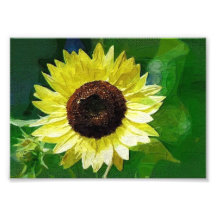 Sunny Day 7 x5 Photographic Print