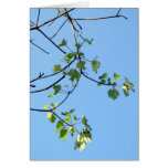 Sunny Day Cards