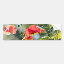 Sunny day poppies bildekal