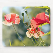 Sunny day poppies musmatta