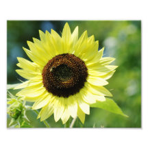 Sunny Daze 10 x 8 Photographic Print