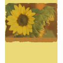 Sunny Disposition t-shirts