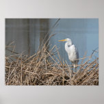 "Sunny Egret"