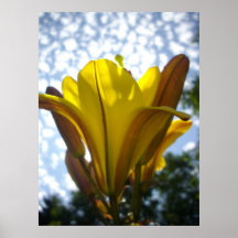 Sunny Flower Posters