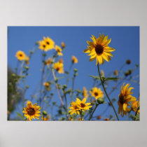 "Sunny Flowers"