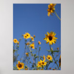 "Sunny Flowers" posters
