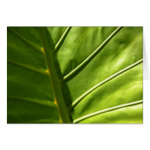 Sunny Leaf Card