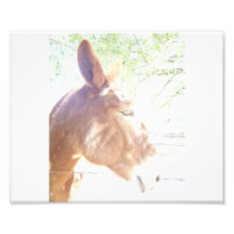 Sunny Mule Art Photo