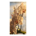 Sunny Orchid photo cards