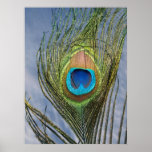 Sunny Peacock Feather Print