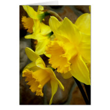 Sunny Petals Greeting Cards