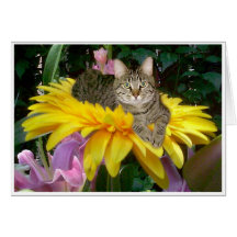Sunny Side of the Street Cards