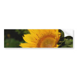 Sunny sunflower and meaning bumper stickers