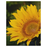 Sunny sunflower and meaning flyers