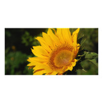 Sunny sunflower and meaning photo card template