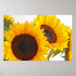 Sunny Sunflowers Poster