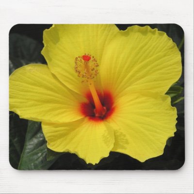 Sunny Wind Hibiscus Mouse Mats by ruthartphoto