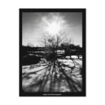 Sunny winter backyard black&white - Postcard