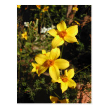 Sunny Yellow Flowers. Bidens. Postcards
