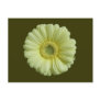 Sunny Yellow Gebera Flower Post Cards
