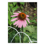 Sunrise Coneflower cards
