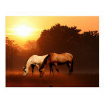 Sunrise horses postcard