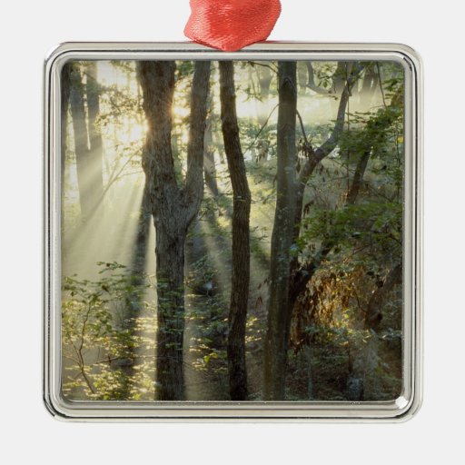 Sunrise through oak and hickory forest, christmas ornaments