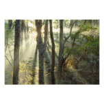 Sunrise through oak and hickory forest, photo print