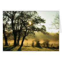 Sunrise through trees on a misty morning greeting cards