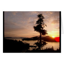 Sunset and Cedar trees Cards
