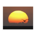 Sunset and pelican post cards