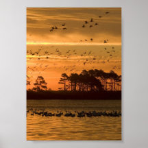 Sunset at Chincoteague Wildlife Refuge Virginia Poster
