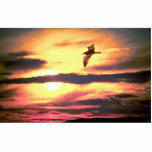 Sunset, bird in flight photo cut out