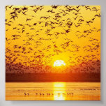 sunset birds posters
