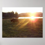 Sunset Buffalo Photo Poster