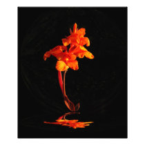 Sunset Canna ~ Photo